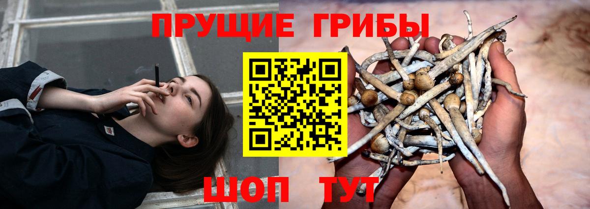 Нововоронеж  Галлюциногенные грибы Psilocybine cubensis  Вход с VPN  Галлюциногенные грибы мицелий 